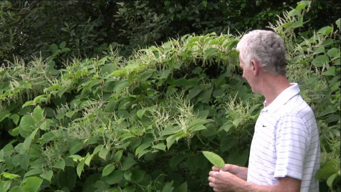 Tackling Japanese Knotweed in Ireland: A Comprehensive Guide